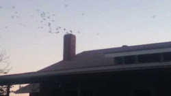 birds arbroath brown nothing