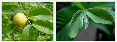 manfaat dan khasiat daun jambu biji untuk kesehatan