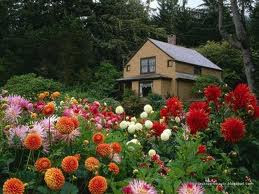 flowers for flower lovers.: June 2011