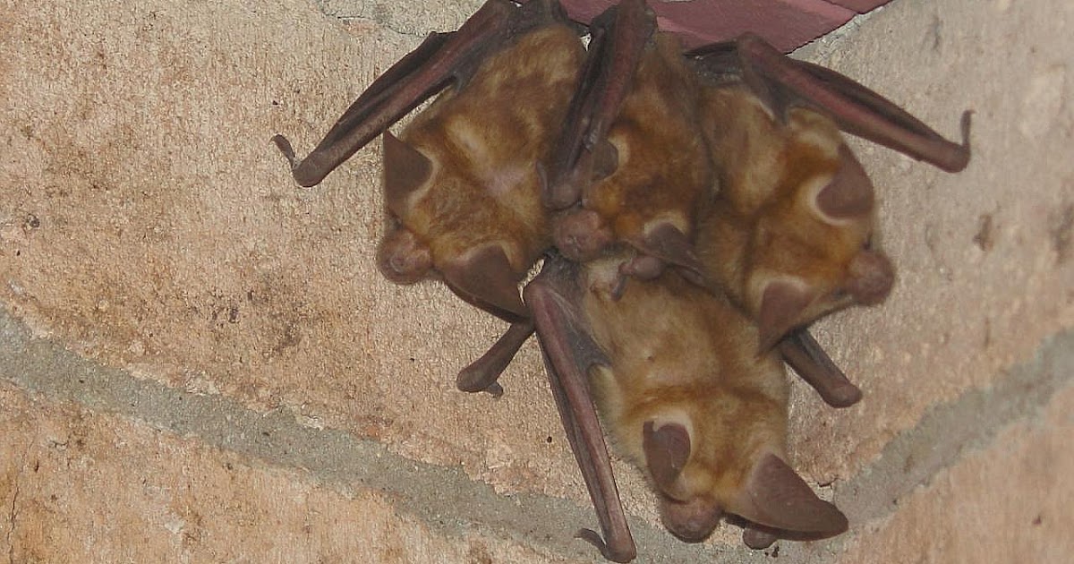 What Everyone Ought To Know About Bat Removal Baseball Bat Removal