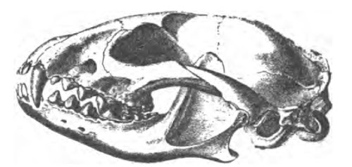 Hesperocyon skull
