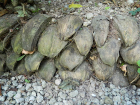 Coconut husk retaining wall at Diamond Botanical Gardens Soufriere St. Lucia by garden muses-not another Toronto gardening blog