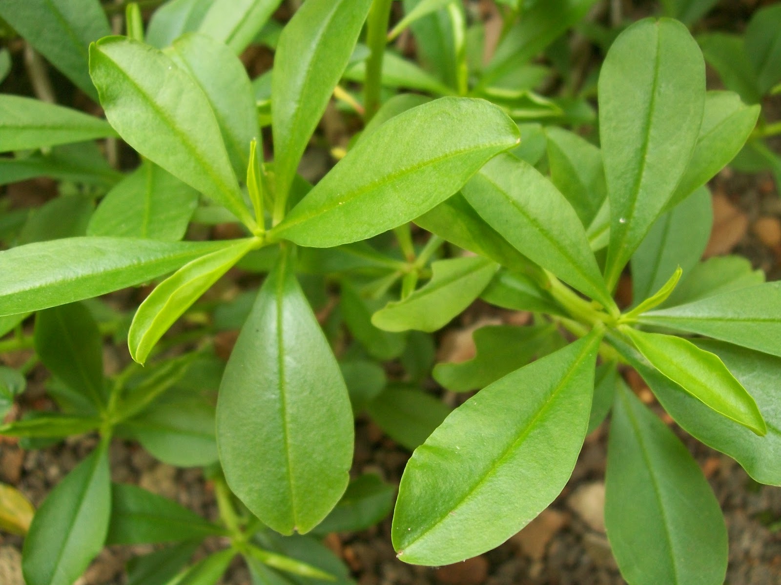 Sambar Cheera Suma's Recipes: Sambarcheera (spinach)thoran