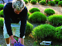 How to grow lavender like a pro