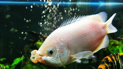 Ikan Tambakan (Helostoma temminckii) - Biota Dunia Perairan