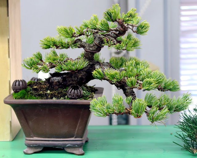 Bonsai Center Sopelana Bonsai Bilbao Bonsai Bizkaia