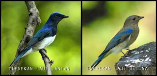 Burung Tledekan Cara Membedakan Burung Tledekan Jantan Dan Burung