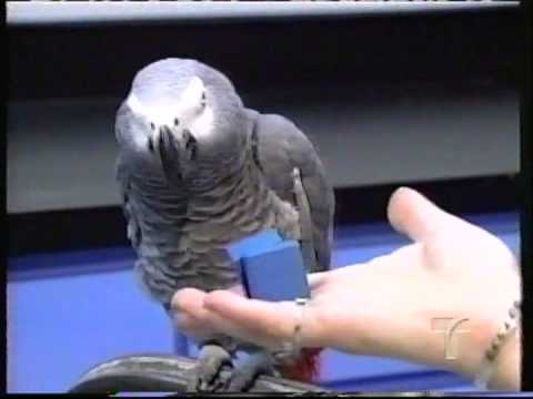 Quiero ser una barbie La increíble historia del loro Alex