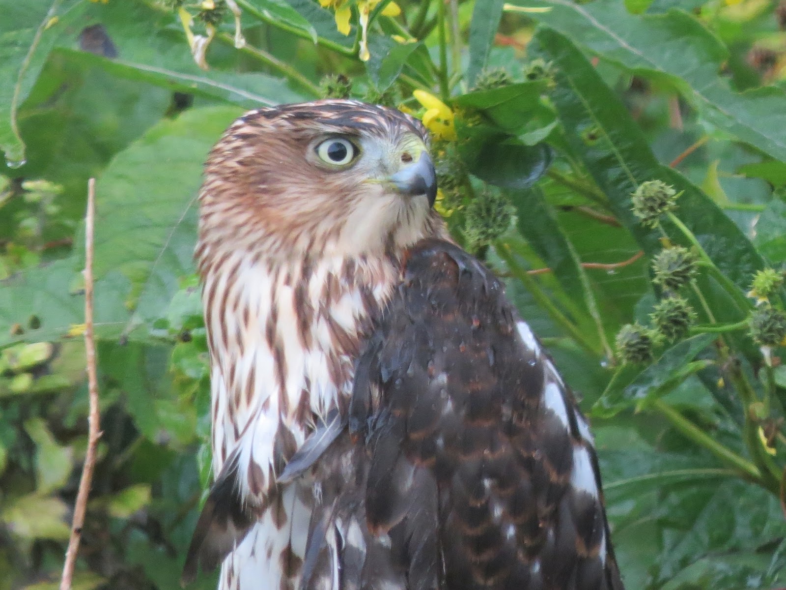 Blue Jay Barrens Immature Cooper's Hawk