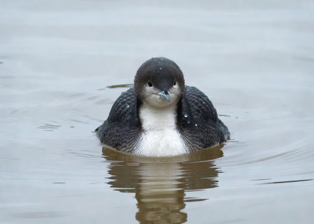 Pacific Diver - Druridge Bay CP, Northumberland