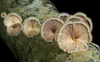 Rozszczepka pospolita Schizophyllum commune 