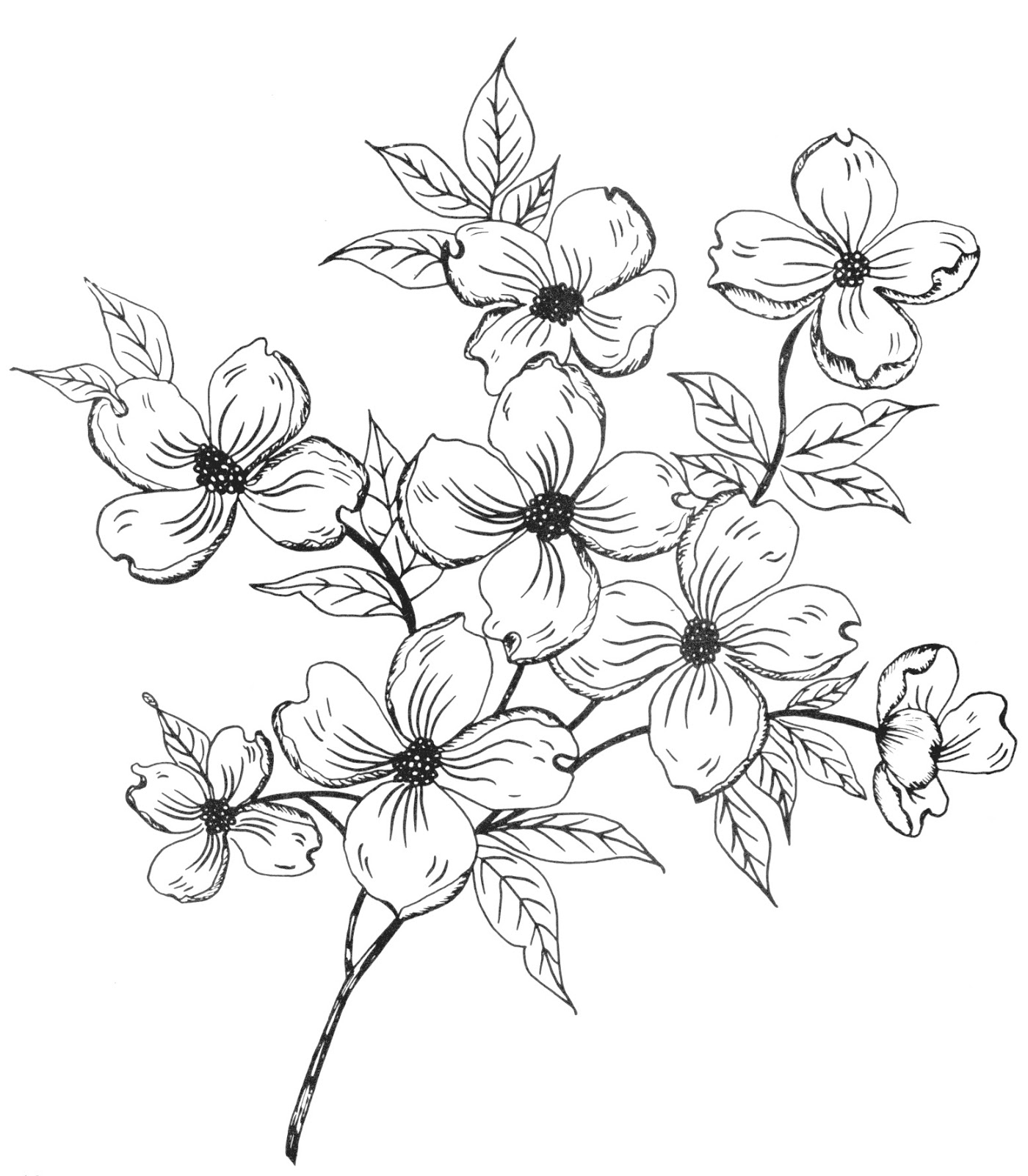 dogwood flower coloring pages - photo #13