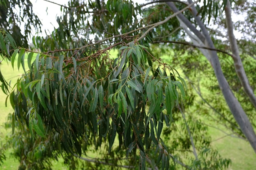 eucalyptus leaves smell