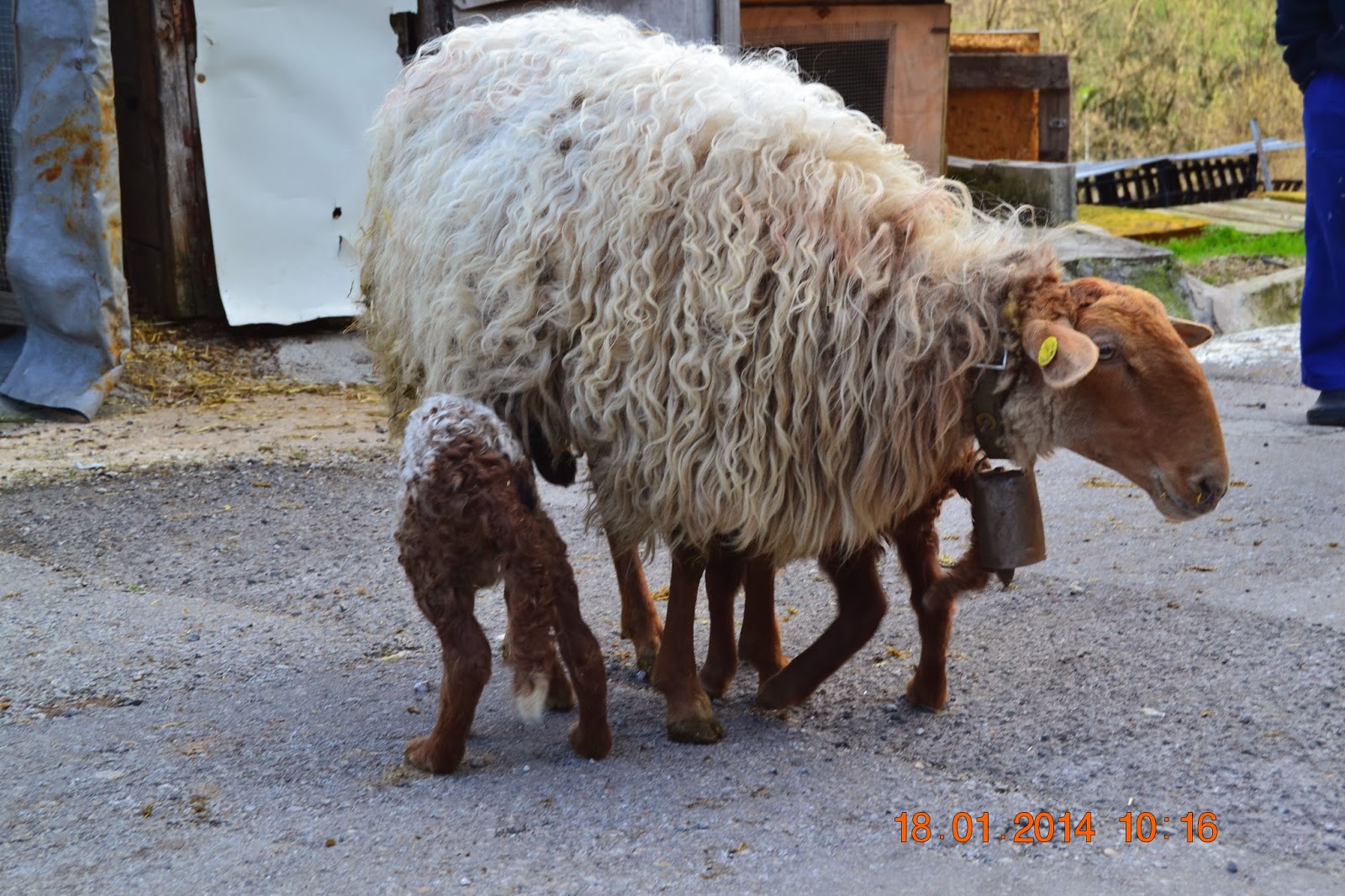 ovejas carranzanas Paridera 20132014