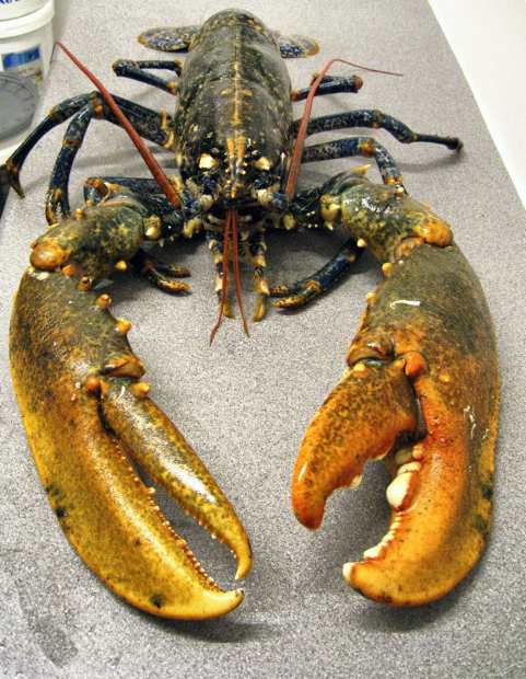 Ang Sirena Ng Tabunon The Pincers To Crush Or To Cut