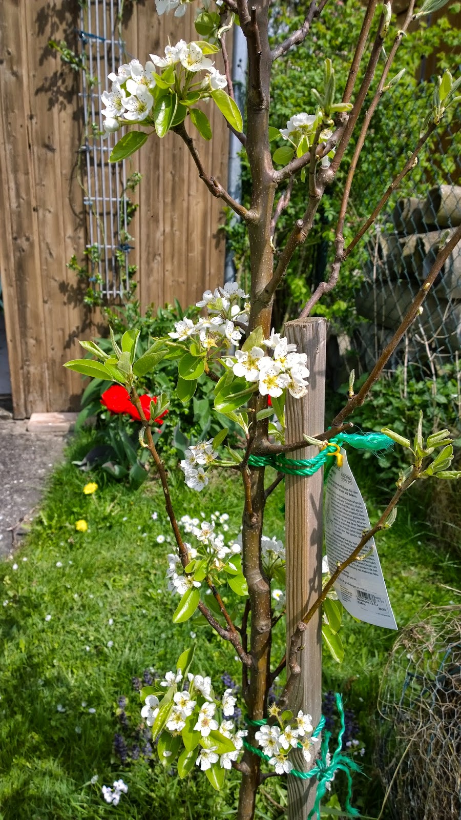 Kleiner Staudengarten Juli 2017