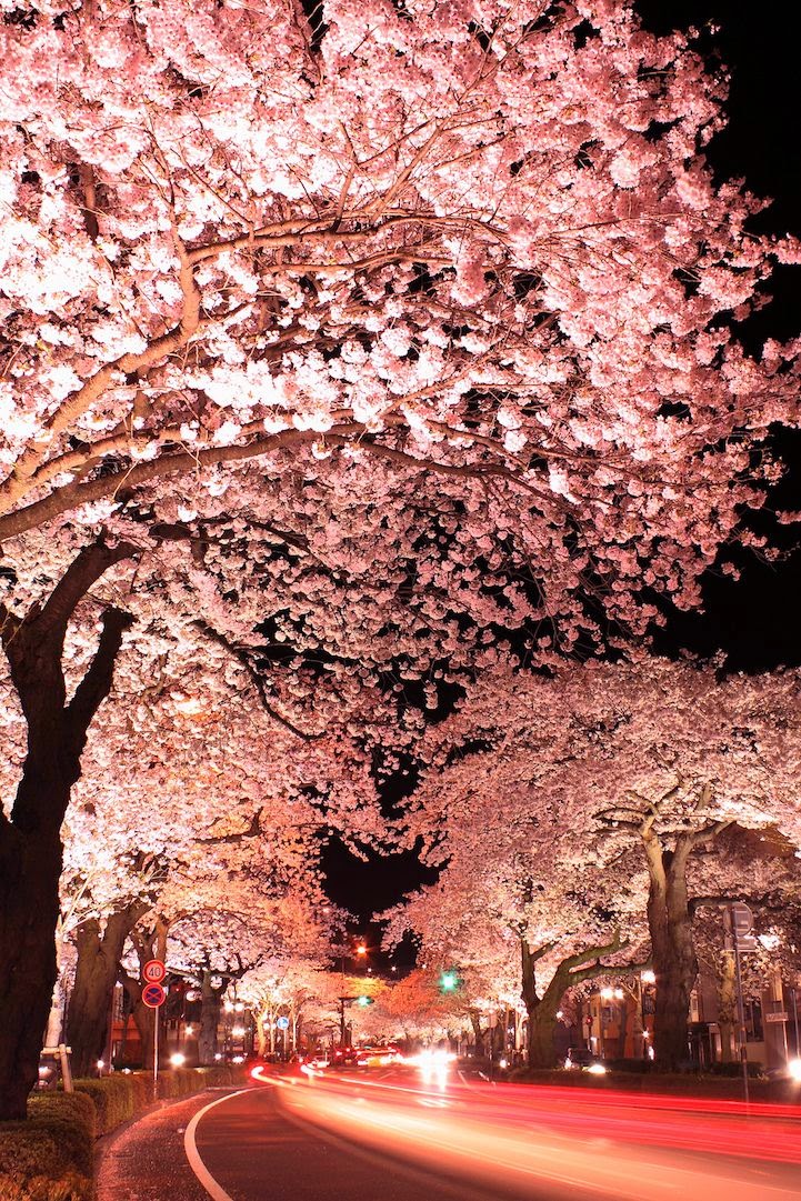 All About Women's Things: Thee Best Places to View Cherry Blossoms in Japan
