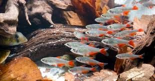 Tetra de Aleta Sangrante Tetra de Aleta Sangrante