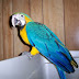Other Available PET BIRDS