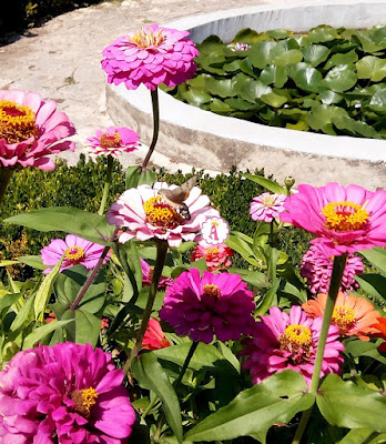 Цветущий ботанический сад в Балчике