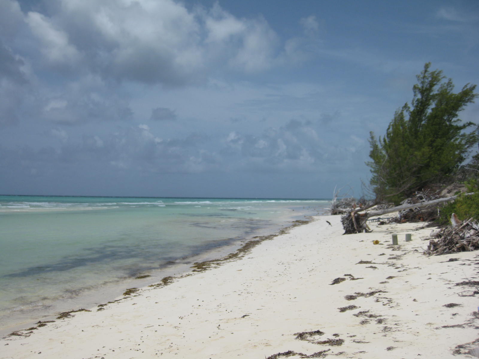 The We Tree Genealogy Blog: Bahamian Cemetery Visit - Grand Bahama Island