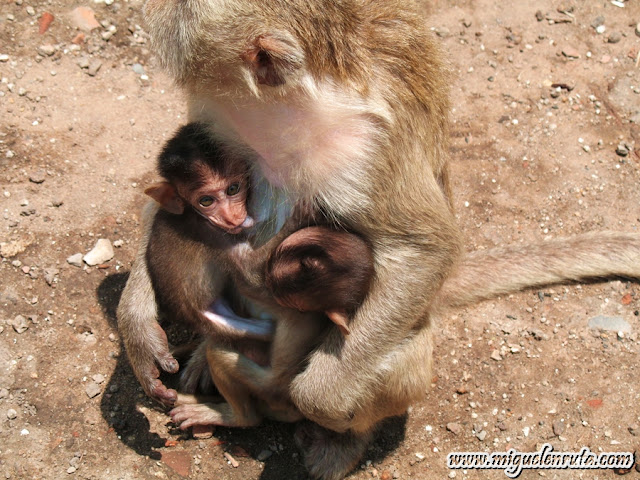 Lopburi Monkeys