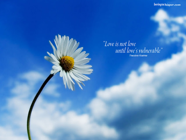 love is vulnerable, love is a flower, flowers wallpapers