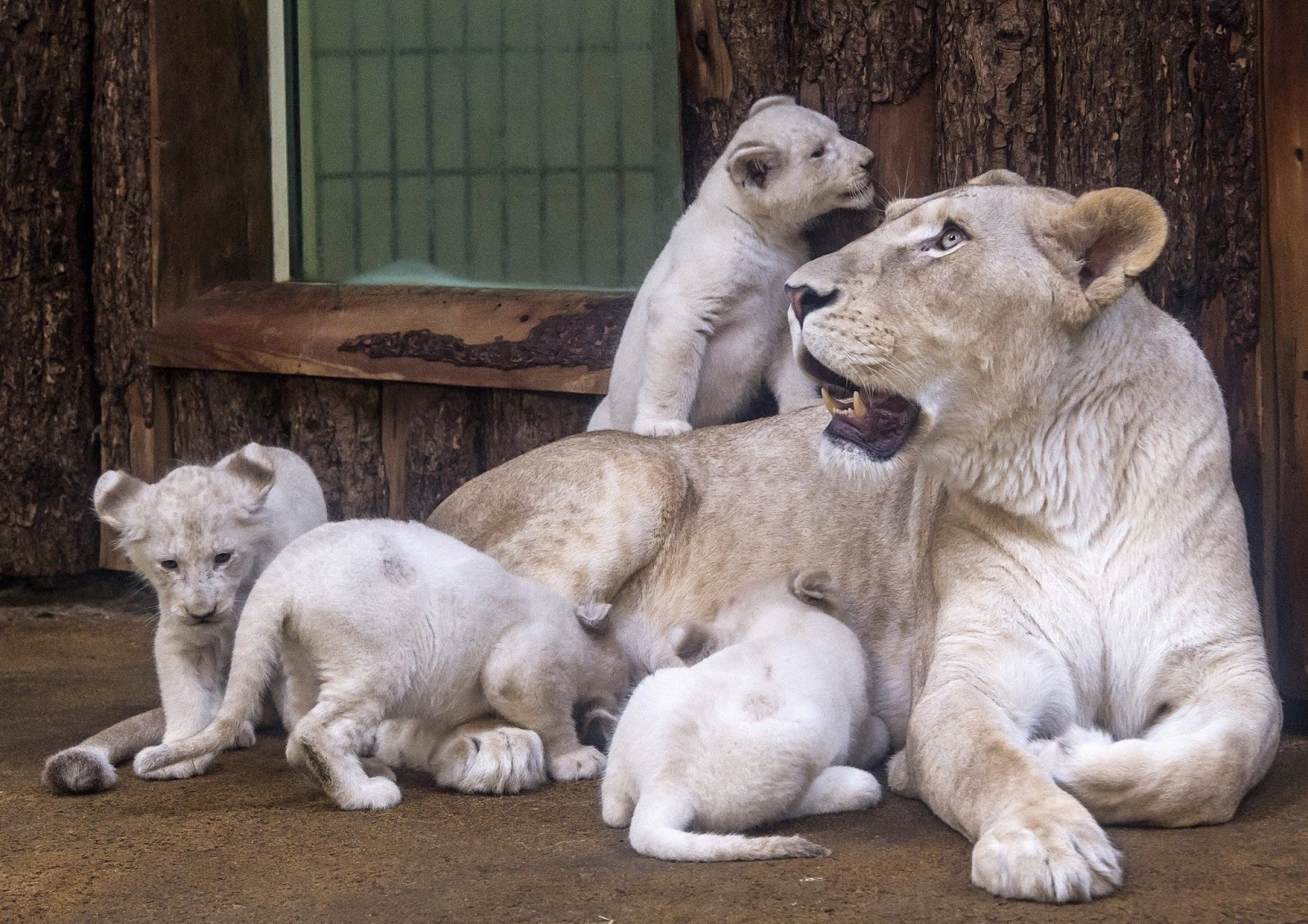 Rare white lion cubs snuggle up to dad at zoo in Germany Grabey
