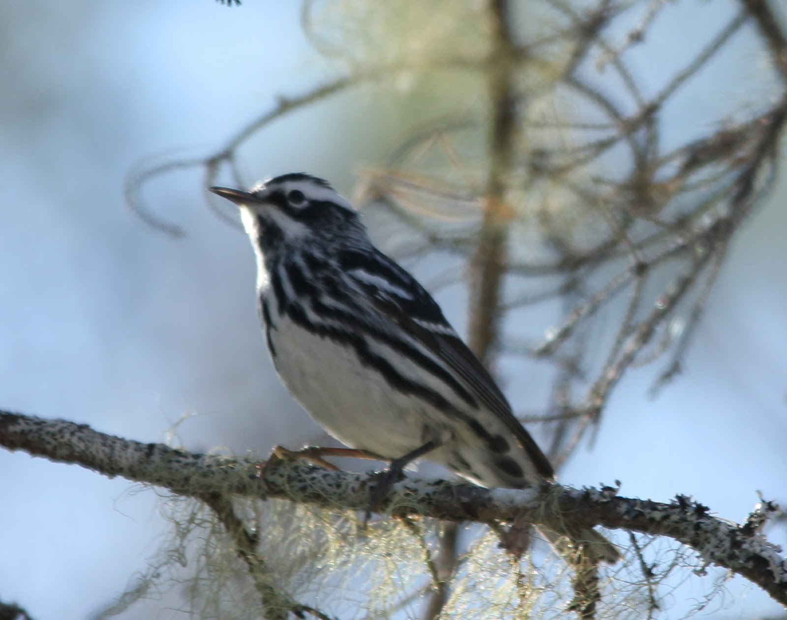 Here and There Day 133 12th May 2016 Magnolia Warbler, Black