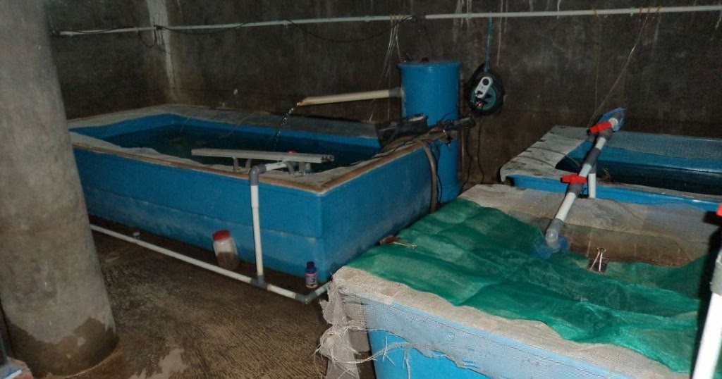 koi-pond-quarantine-tank4