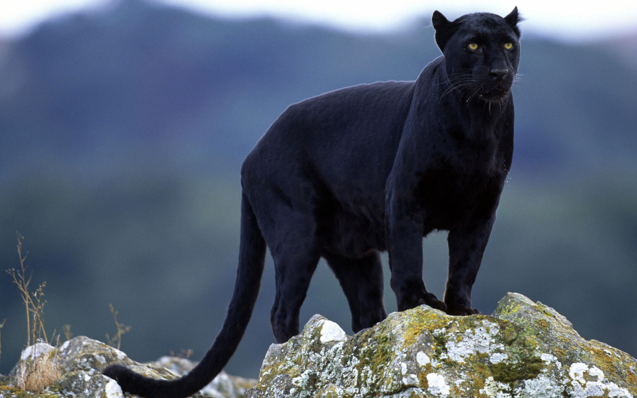 Black Panther ~ High Definition Wallpapers|Cool Wallpapers|Nature