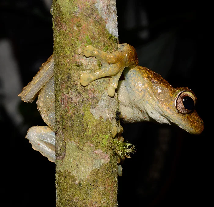 Green eyed tree frog about to leap from a sapling