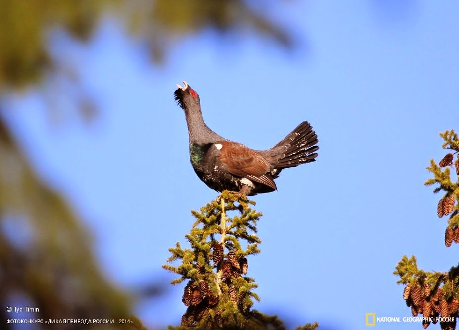 песня глухари саяны