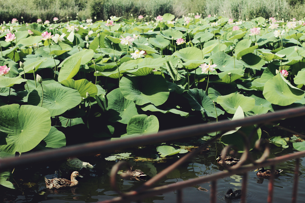 L'Étang Fontmerle Lotus pond Mougins