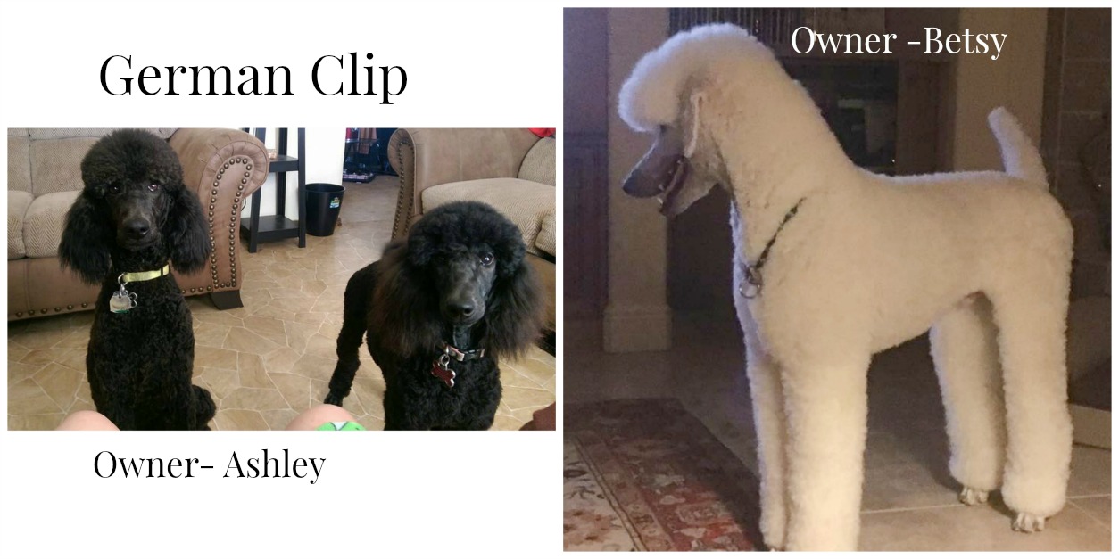 Carma Poodale Help Me Pick Out a New Haircut!