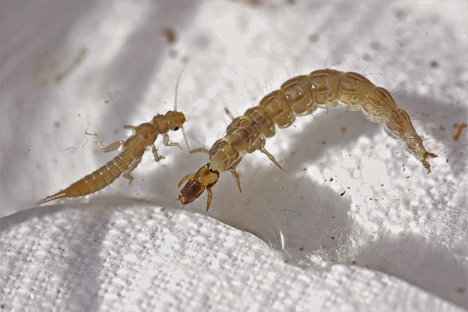 Aquatic Insects of Central Virginia: The freeliving caddisfly larva ...