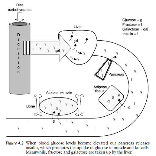 Biology Note What Is Lactose Intolerance?