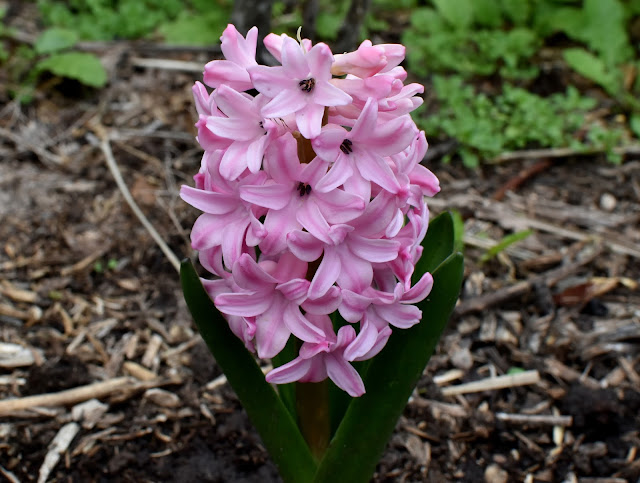 Baby pink Hyacinth