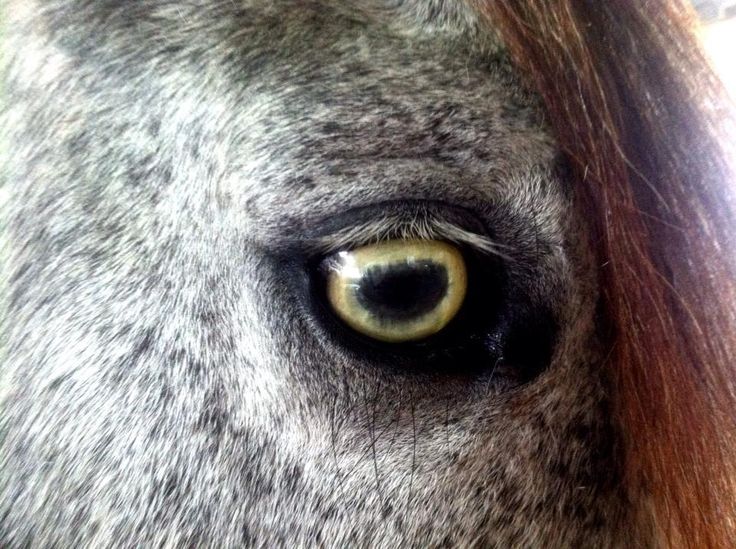 Critter Sitter's Blog Horse Eye Color Photos
