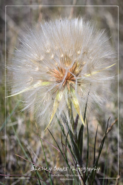 Goat's-beard seedhead - Western Salsify, Tragopogon dubius. Copyright © Shelley Banks, all rights reserved.