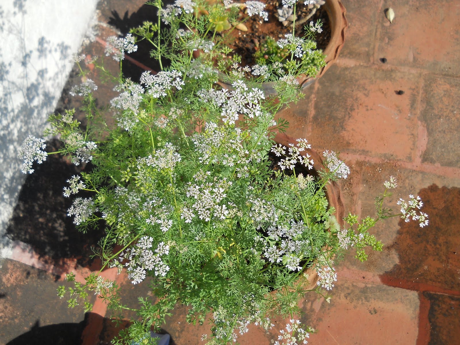 Red Ripe Tomatoes Coriander From Seed To Seed