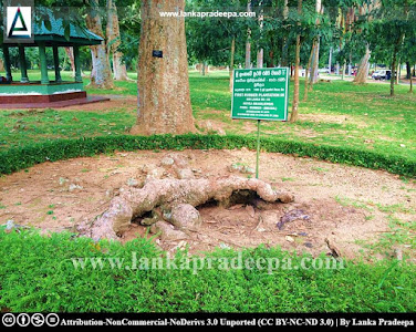 The first rubber plant in Sri Lanka, Henarathgoda
