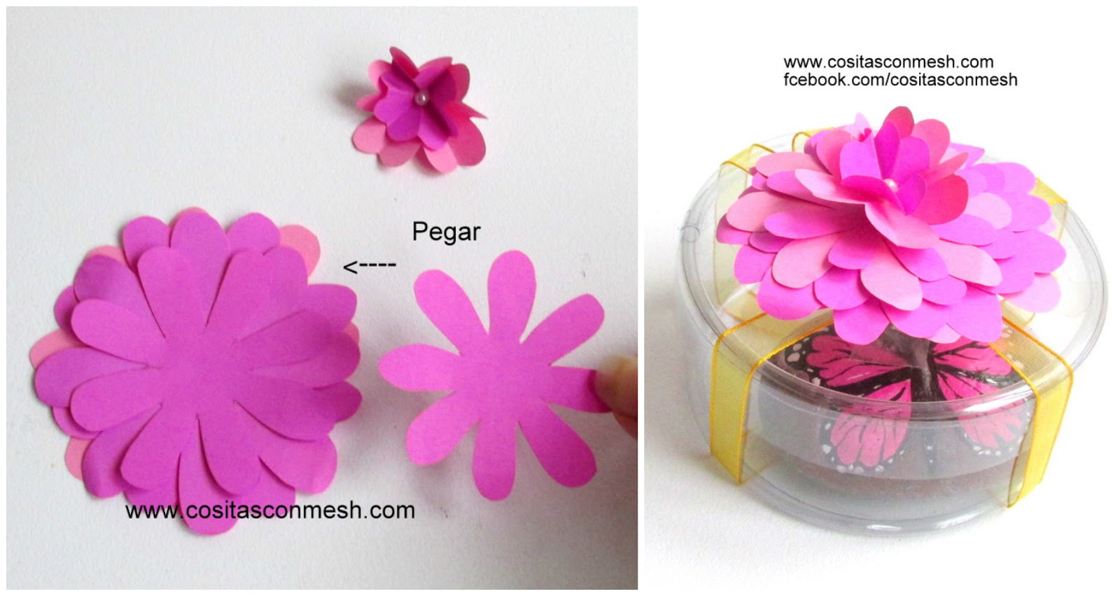 Cuál de las 2 flores es tu favorita ?