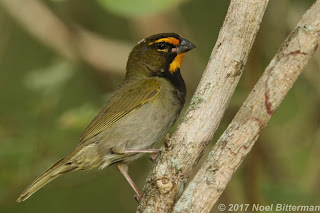Yellow-faced Grassquit