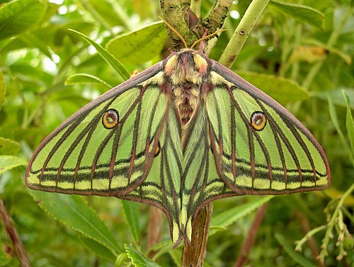 Rat mask TYWKIWDBI ("Tai-Wiki-Widbee"): Moth wing scales
