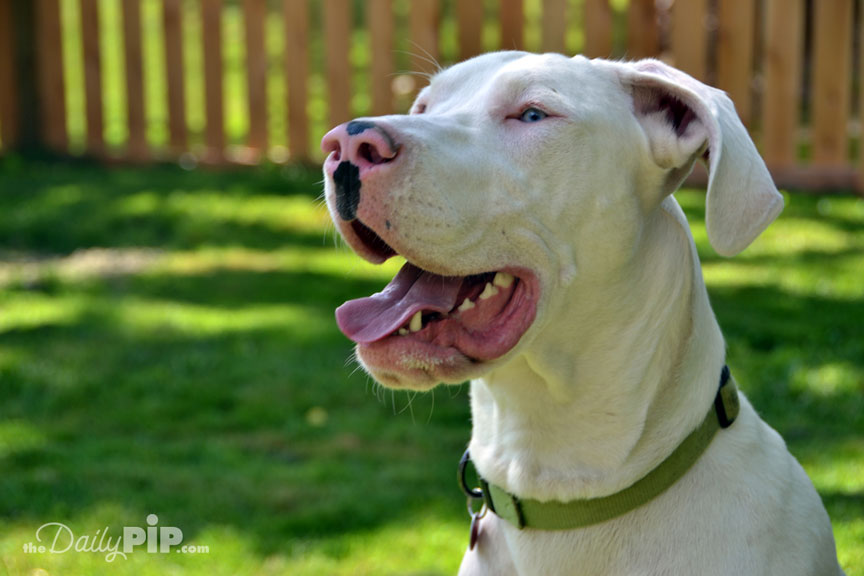 The Specials: Deaf Dog Adopting a deaf great dane dog