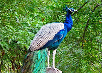 Morachi Chincholi Peacock Sanctuary
