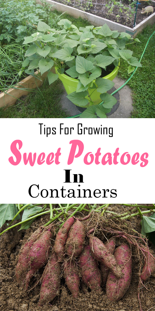 Easy Tips, How to Plant and Grow Sweet Potatoes, Growing Sweet Potatoes