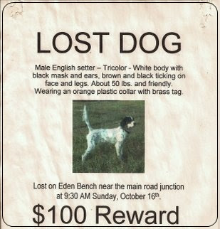 Cartel Se Busca Perro Perdido