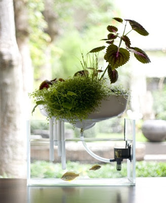 Fotos de Diseños de Peceras : Jardín y Terrazas